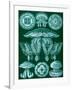 Examples of Discomedusae from 'Kunstformen Der Natur', 1899-Ernst Haeckel-Framed Giclee Print