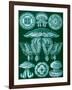 Examples of Discomedusae from 'Kunstformen Der Natur', 1899-Ernst Haeckel-Framed Giclee Print