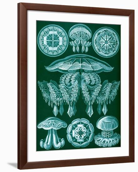 Examples of Discomedusae from 'Kunstformen Der Natur', 1899-Ernst Haeckel-Framed Giclee Print