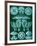 Examples of Discomedusae from 'Kunstformen Der Natur', 1899-Ernst Haeckel-Framed Giclee Print