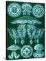 Examples of Discomedusae from 'Kunstformen Der Natur', 1899-Ernst Haeckel-Stretched Canvas