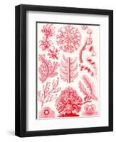 Examples of Florideae from 'Kunstformen Der Natur', 1899-Ernst Haeckel-Framed Giclee Print