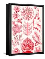 Examples of Florideae from 'Kunstformen Der Natur', 1899-Ernst Haeckel-Framed Stretched Canvas