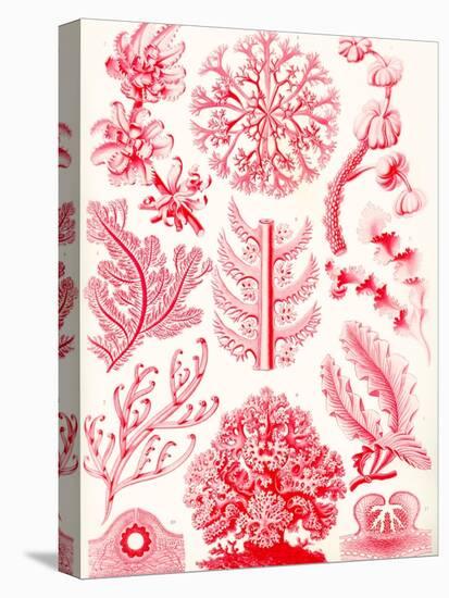 Examples of Florideae from 'Kunstformen Der Natur', 1899-Ernst Haeckel-Stretched Canvas