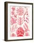 Examples of Florideae from 'Kunstformen Der Natur', 1899-Ernst Haeckel-Framed Premium Giclee Print