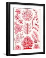 Examples of Florideae from 'Kunstformen Der Natur', 1899-Ernst Haeckel-Framed Premium Giclee Print