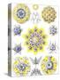 Examples of Polycyttaria 'Kunstformen Der Natur', 1899-Ernst Haeckel-Stretched Canvas