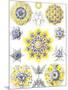 Examples of Polycyttaria 'Kunstformen Der Natur', 1899-Ernst Haeckel-Mounted Giclee Print