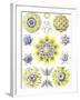 Examples of Polycyttaria 'Kunstformen Der Natur', 1899-Ernst Haeckel-Framed Giclee Print