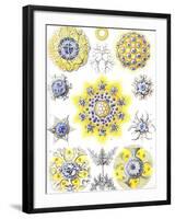 Examples of Polycyttaria 'Kunstformen Der Natur', 1899-Ernst Haeckel-Framed Giclee Print