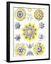 Examples of Polycyttaria 'Kunstformen Der Natur', 1899-Ernst Haeckel-Framed Giclee Print