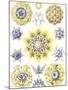 Examples of Polycyttaria 'Kunstformen Der Natur', 1899-Ernst Haeckel-Mounted Giclee Print