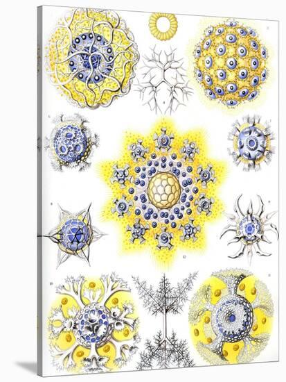 Examples of Polycyttaria 'Kunstformen Der Natur', 1899-Ernst Haeckel-Stretched Canvas