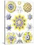 Examples of Polycyttaria 'Kunstformen Der Natur', 1899-Ernst Haeckel-Stretched Canvas