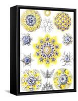 Examples of Polycyttaria 'Kunstformen Der Natur', 1899-Ernst Haeckel-Framed Stretched Canvas