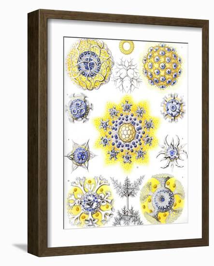 Examples of Polycyttaria 'Kunstformen Der Natur', 1899-Ernst Haeckel-Framed Giclee Print