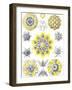 Examples of Polycyttaria 'Kunstformen Der Natur', 1899-Ernst Haeckel-Framed Giclee Print