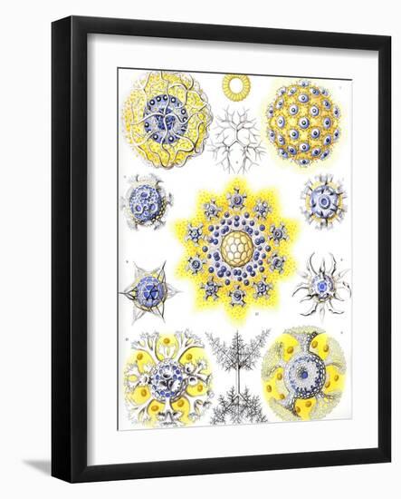 Examples of Polycyttaria 'Kunstformen Der Natur', 1899-Ernst Haeckel-Framed Giclee Print