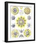 Examples of Polycyttaria 'Kunstformen Der Natur', 1899-Ernst Haeckel-Framed Giclee Print