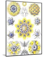 Examples of Polycyttaria 'Kunstformen Der Natur', 1899-Ernst Haeckel-Mounted Giclee Print