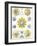 Examples of Polycyttaria 'Kunstformen Der Natur', 1899-Ernst Haeckel-Framed Giclee Print