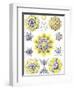 Examples of Polycyttaria 'Kunstformen Der Natur', 1899-Ernst Haeckel-Framed Giclee Print