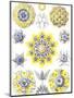 Examples of Polycyttaria 'Kunstformen Der Natur', 1899-Ernst Haeckel-Mounted Giclee Print