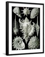 Examples of Prosranchia - Shells from a Variety of Prosobranch Gastropods, from 'Kunstformen Der…-Ernst Haeckel-Framed Giclee Print