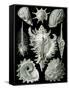 Examples of Prosranchia - Shells from a Variety of Prosobranch Gastropods, from 'Kunstformen Der…-Ernst Haeckel-Framed Stretched Canvas