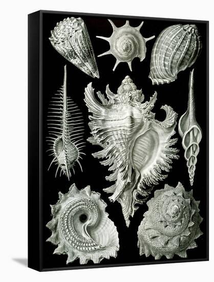 Examples of Prosranchia - Shells from a Variety of Prosobranch Gastropods, from 'Kunstformen Der…-Ernst Haeckel-Framed Stretched Canvas