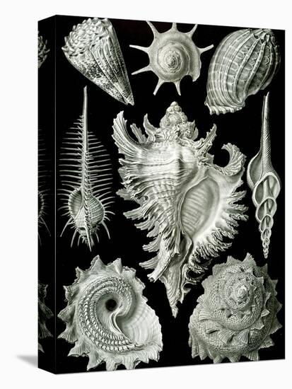 Examples of Prosranchia - Shells from a Variety of Prosobranch Gastropods, from 'Kunstformen Der…-Ernst Haeckel-Stretched Canvas