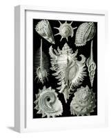 Examples of Prosranchia - Shells from a Variety of Prosobranch Gastropods, from 'Kunstformen Der…-Ernst Haeckel-Framed Giclee Print