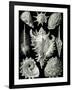 Examples of Prosranchia - Shells from a Variety of Prosobranch Gastropods, from 'Kunstformen Der…-Ernst Haeckel-Framed Giclee Print