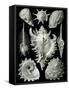 Examples of Prosranchia - Shells from a Variety of Prosobranch Gastropods, from 'Kunstformen Der…-Ernst Haeckel-Framed Stretched Canvas