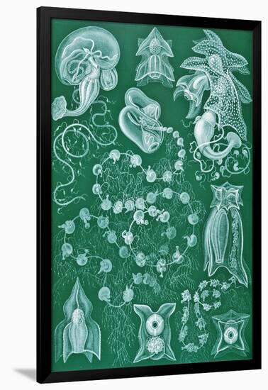 Examples of Siphonophorae from 'Kunstformen Der Natur', 1899-Ernst Haeckel-Framed Giclee Print