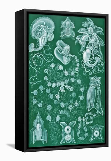 Examples of Siphonophorae from 'Kunstformen Der Natur', 1899-Ernst Haeckel-Framed Stretched Canvas