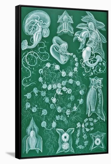 Examples of Siphonophorae from 'Kunstformen Der Natur', 1899-Ernst Haeckel-Framed Stretched Canvas