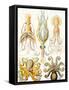 Examples of Various Cephalopods 'Kunstformen Der Natur', 1899-Ernst Haeckel-Framed Stretched Canvas