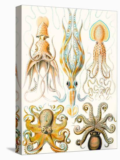 Examples of Various Cephalopods 'Kunstformen Der Natur', 1899-Ernst Haeckel-Stretched Canvas