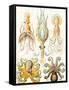 Examples of Various Cephalopods 'Kunstformen Der Natur', 1899-Ernst Haeckel-Framed Stretched Canvas