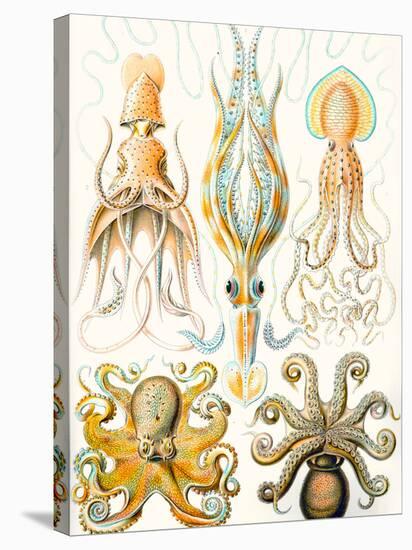 Examples of Various Cephalopods 'Kunstformen Der Natur', 1899-Ernst Haeckel-Stretched Canvas
