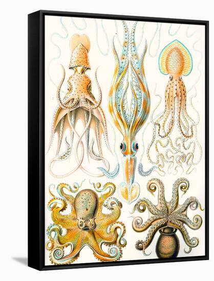 Examples of Various Cephalopods 'Kunstformen Der Natur', 1899-Ernst Haeckel-Framed Stretched Canvas