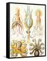 Examples of Various Cephalopods 'Kunstformen Der Natur', 1899-Ernst Haeckel-Framed Stretched Canvas