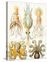 Examples of Various Cephalopods 'Kunstformen Der Natur', 1899-Ernst Haeckel-Stretched Canvas