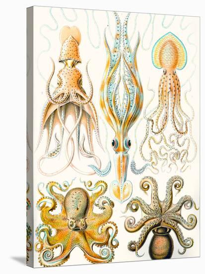 Examples of Various Cephalopods 'Kunstformen Der Natur', 1899-Ernst Haeckel-Stretched Canvas