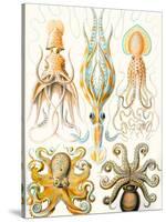 Examples of Various Cephalopods 'Kunstformen Der Natur', 1899-Ernst Haeckel-Stretched Canvas