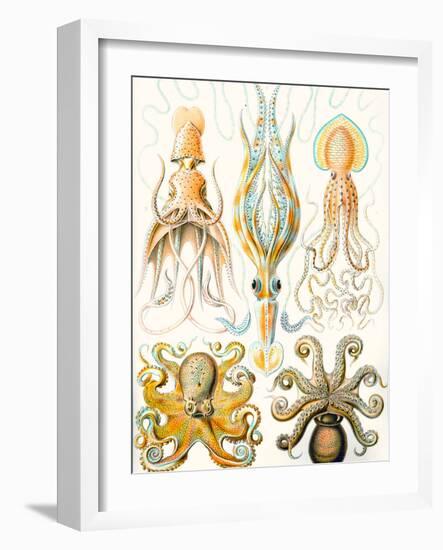 Examples of Various Cephalopods 'Kunstformen Der Natur', 1899-Ernst Haeckel-Framed Premium Giclee Print