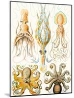 Examples of Various Cephalopods 'Kunstformen Der Natur', 1899-Ernst Haeckel-Mounted Premium Giclee Print