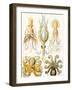 Examples of Various Cephalopods 'Kunstformen Der Natur', 1899-Ernst Haeckel-Framed Giclee Print