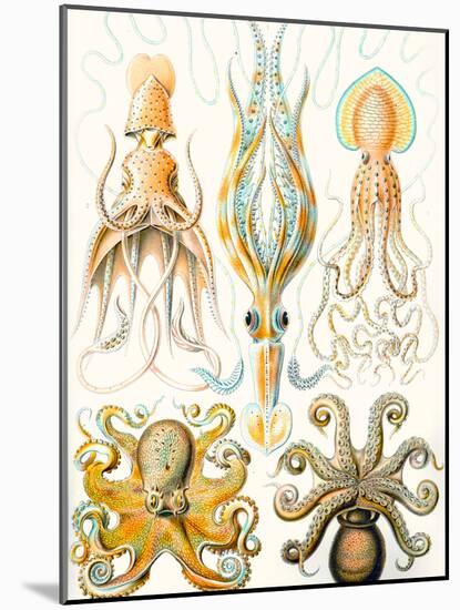 Examples of Various Cephalopods 'Kunstformen Der Natur', 1899-Ernst Haeckel-Mounted Giclee Print